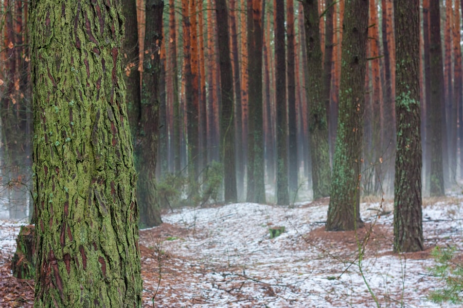 Clearing: Forest
Cleaning: Vacuum