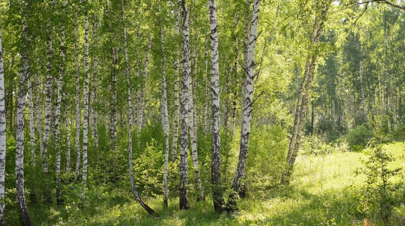 Photo Clearing: Forest Cleaning: Vacuum