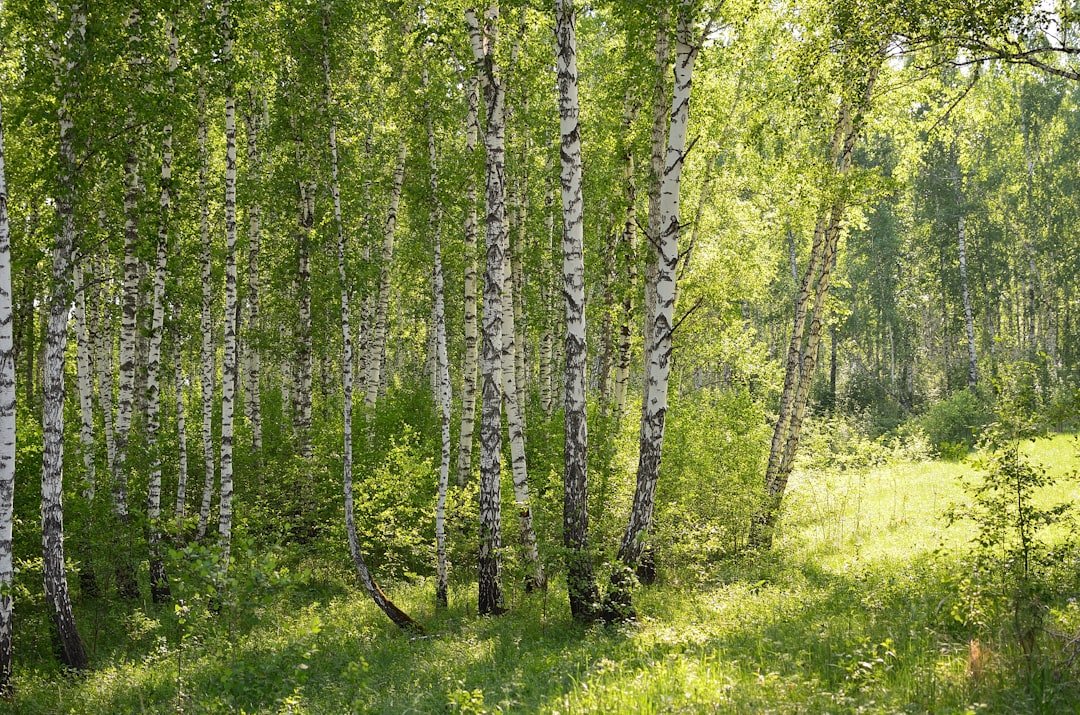 Photo Clearing: Forest Cleaning: Vacuum