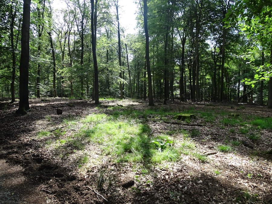 Photo Cleaned site