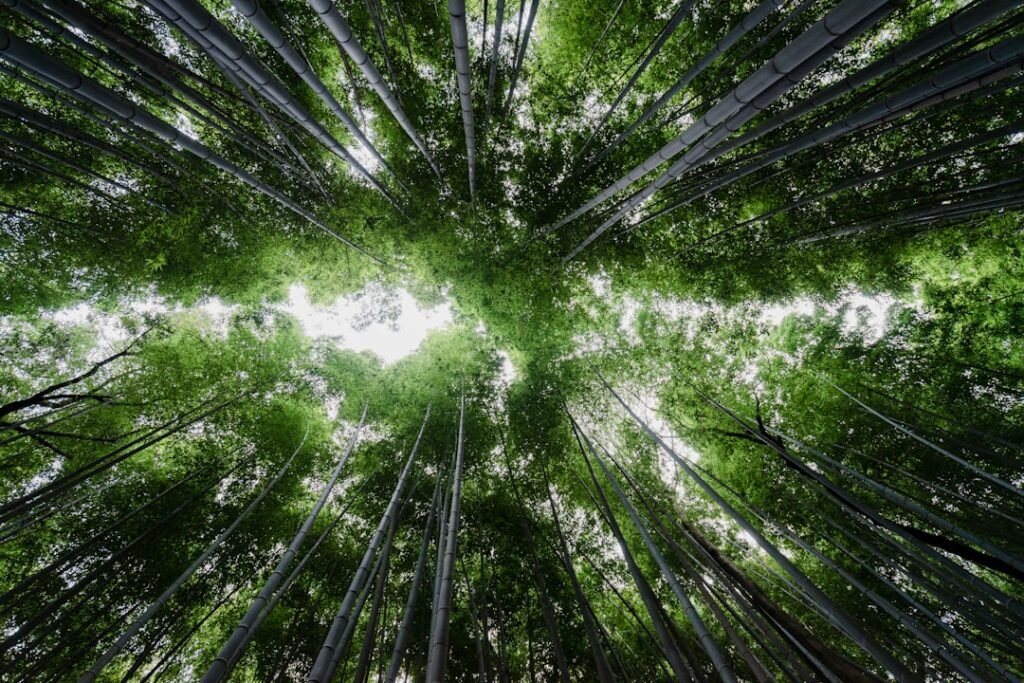 Photo Sustainable Practices
