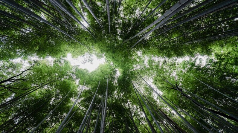 Photo Sustainable Practices