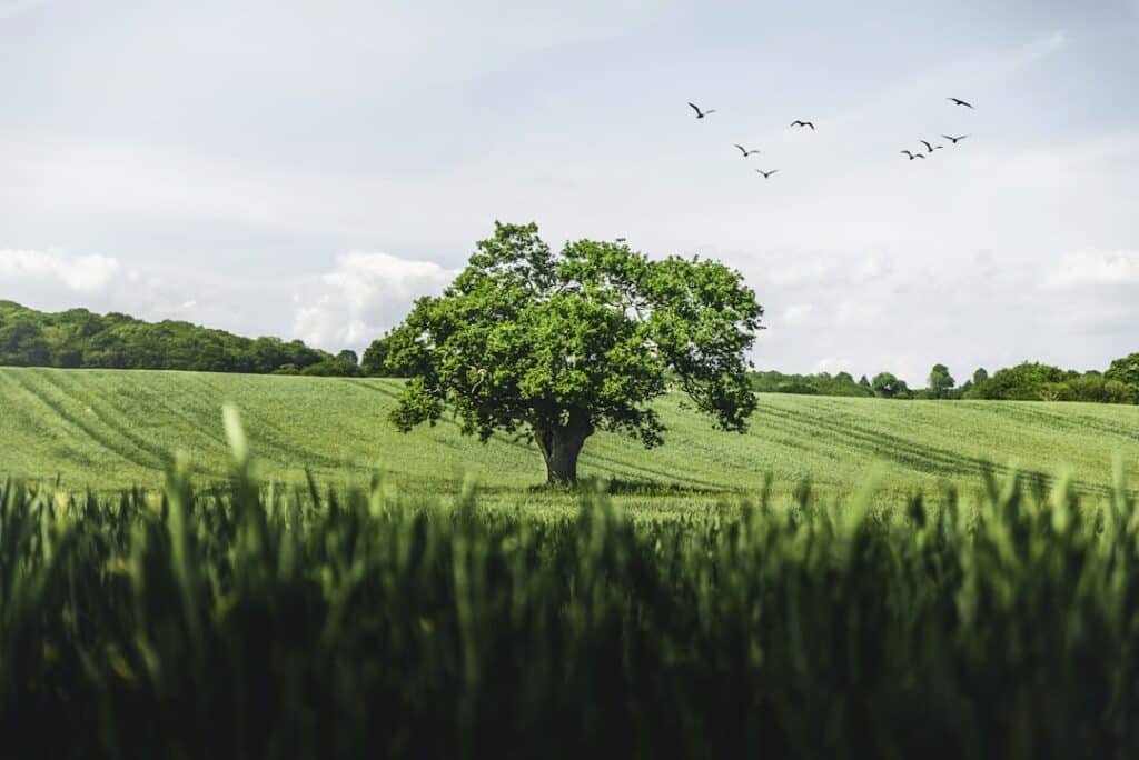Photo Environmental Benefits