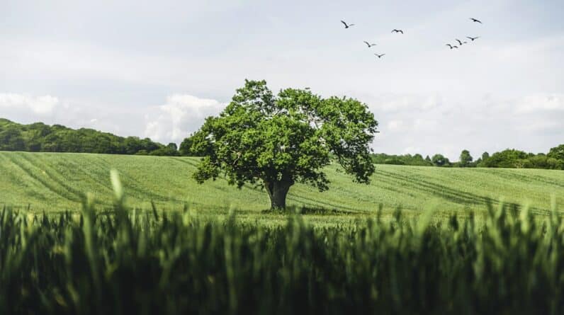 Photo Environmental Benefits