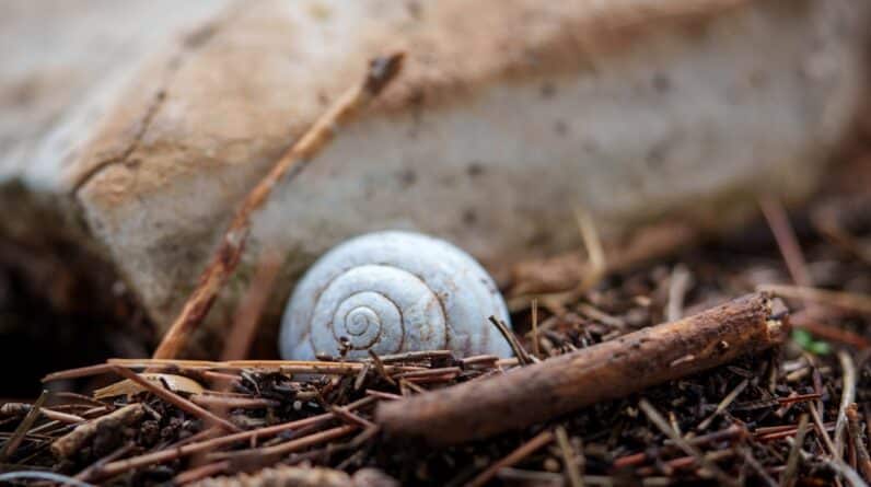 Photo Soil Composition