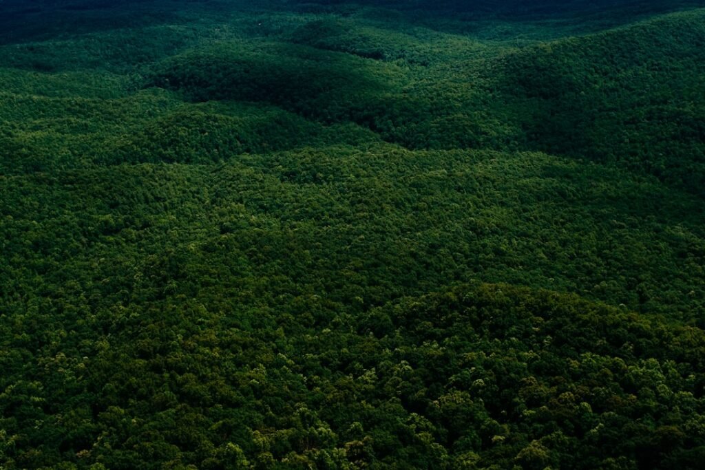 Photo Protect Existing Vegetation and Wildlife