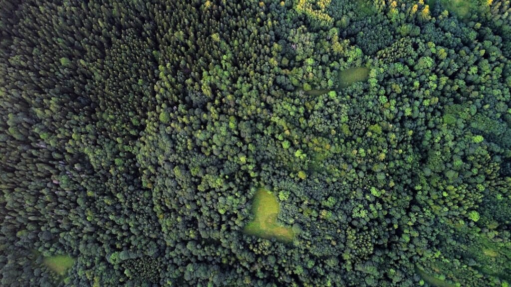 Photo Builders, Preservation, Indigenous Plant Species, Ecosystems, Site-clearing