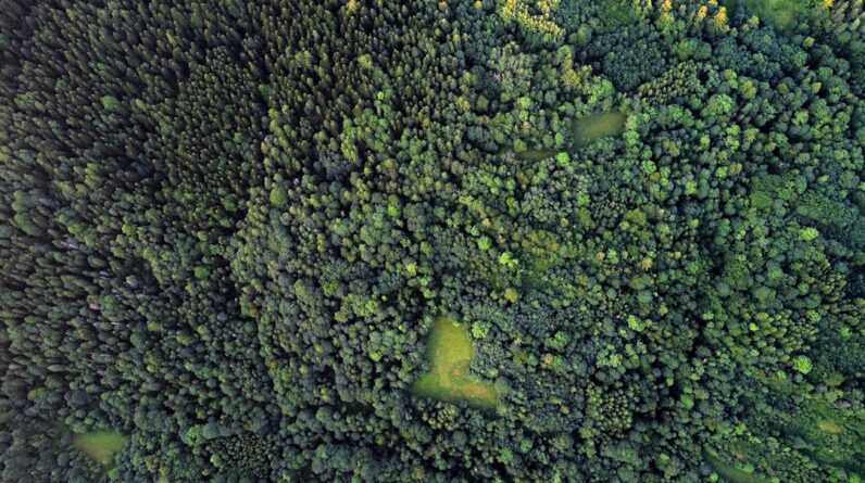 Photo Builders, Preservation, Indigenous Plant Species, Ecosystems, Site-clearing