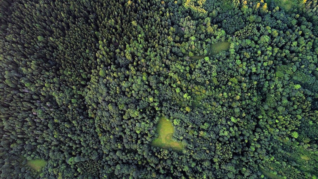 Photo Builders, Preservation, Indigenous Plant Species, Ecosystems, Site-clearing