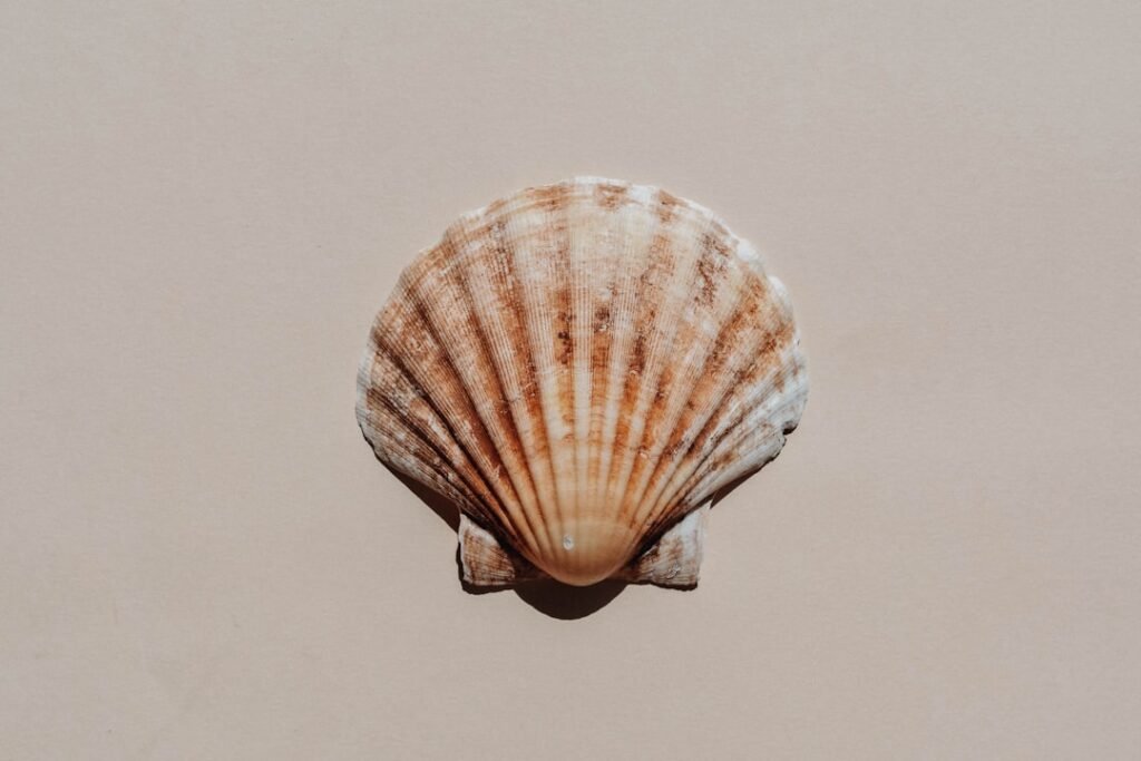 Photo Tiny Home Shell Construction