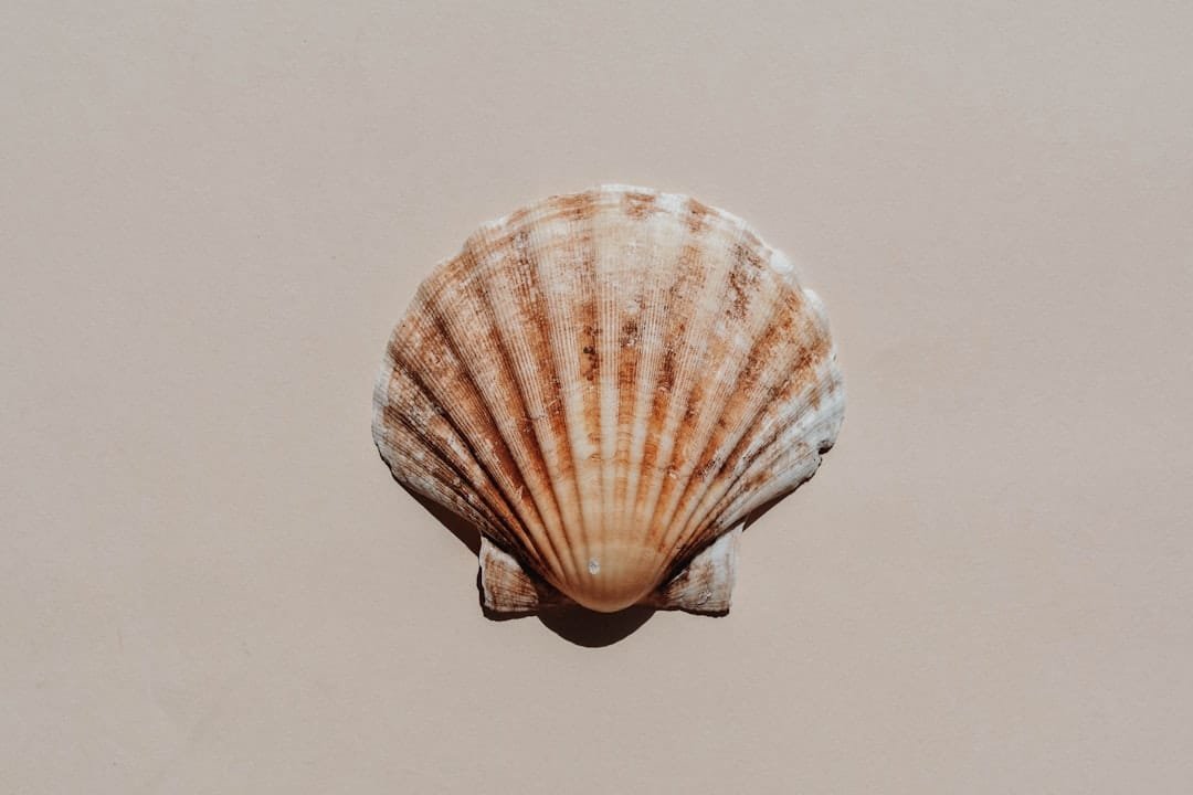 Photo Tiny Home Shell Construction