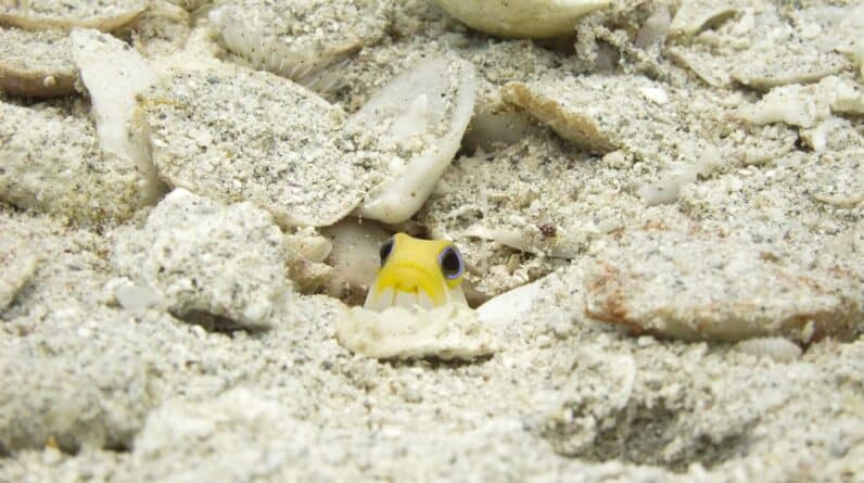 Photo Tiny House Contractor